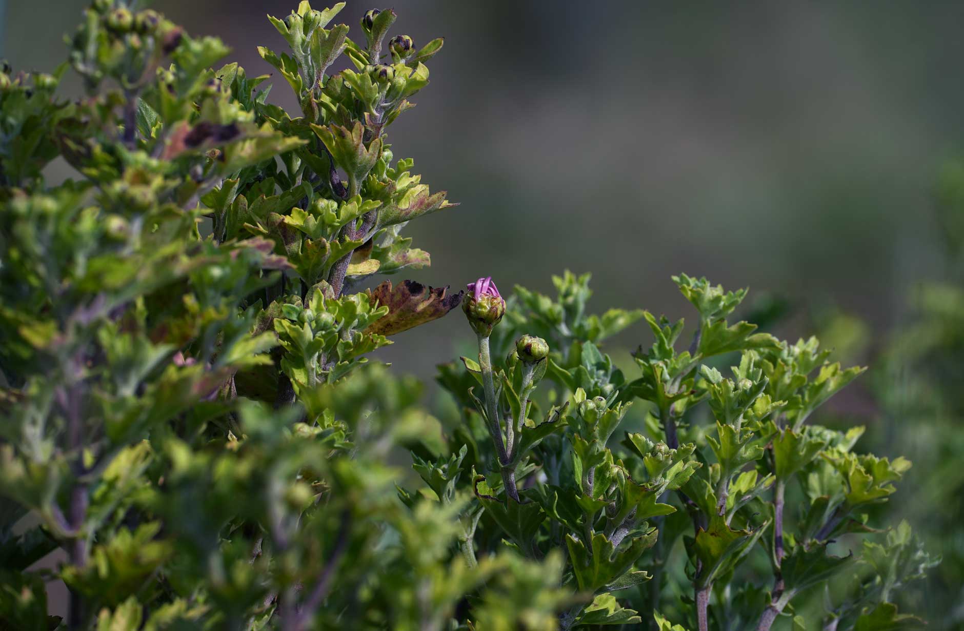 紫菊:05 Pure Purple:phyto steam:フィトスチーム