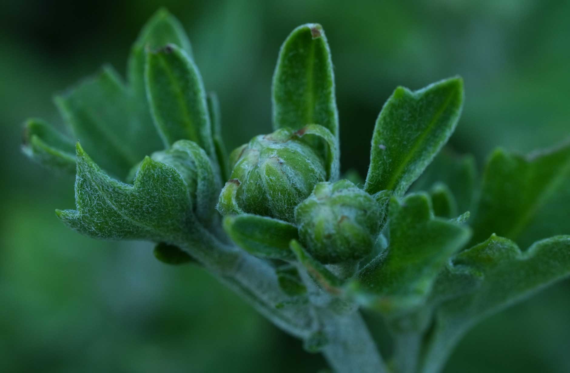 紫菊:05 Pure Purple:phyto steam:フィトスチーム