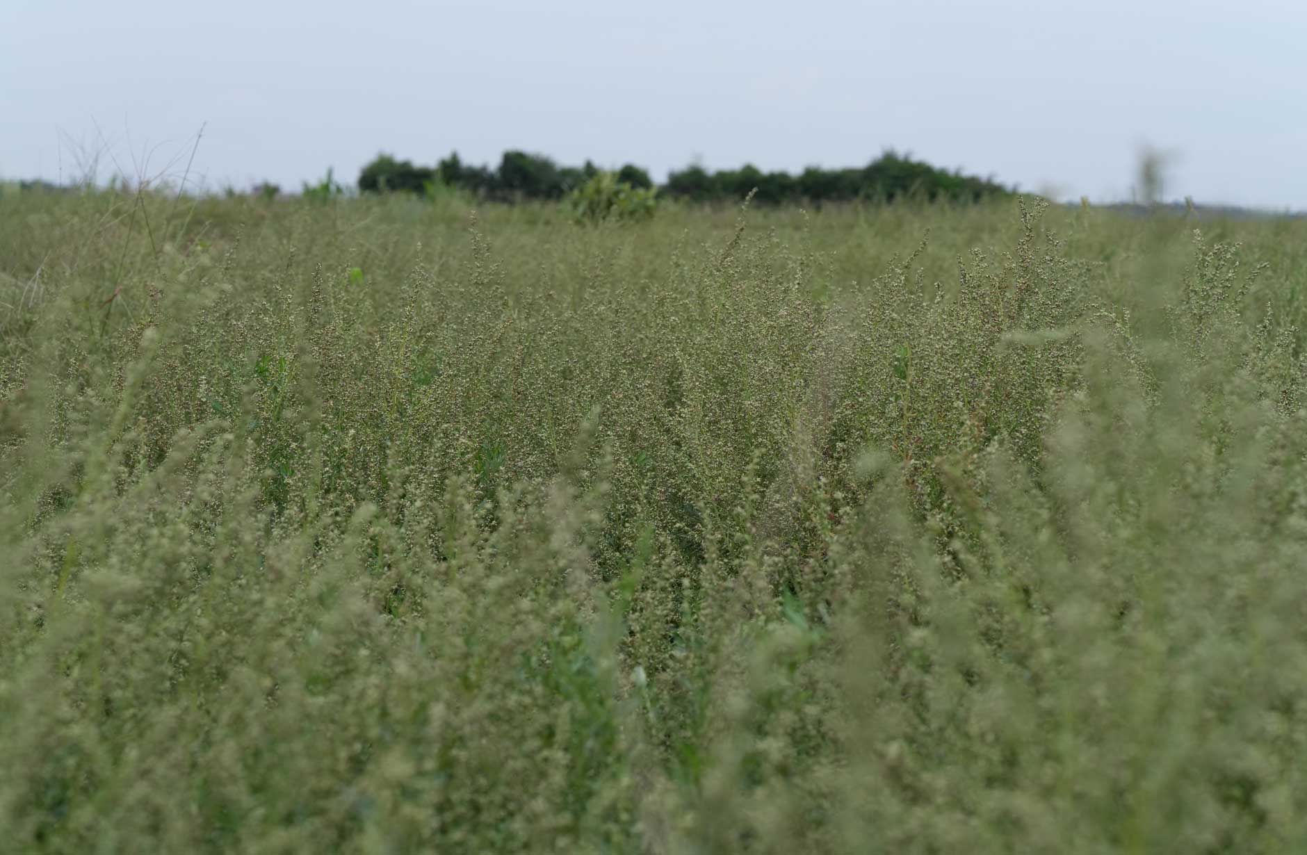 ヨモギの花穂:phyto steam:フィトスチーム