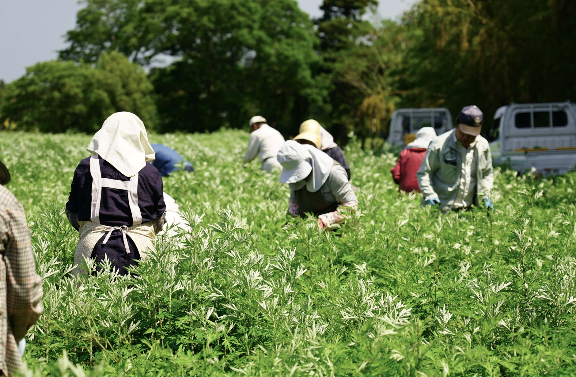 新しいよもぎ蒸し：フィトスチーム