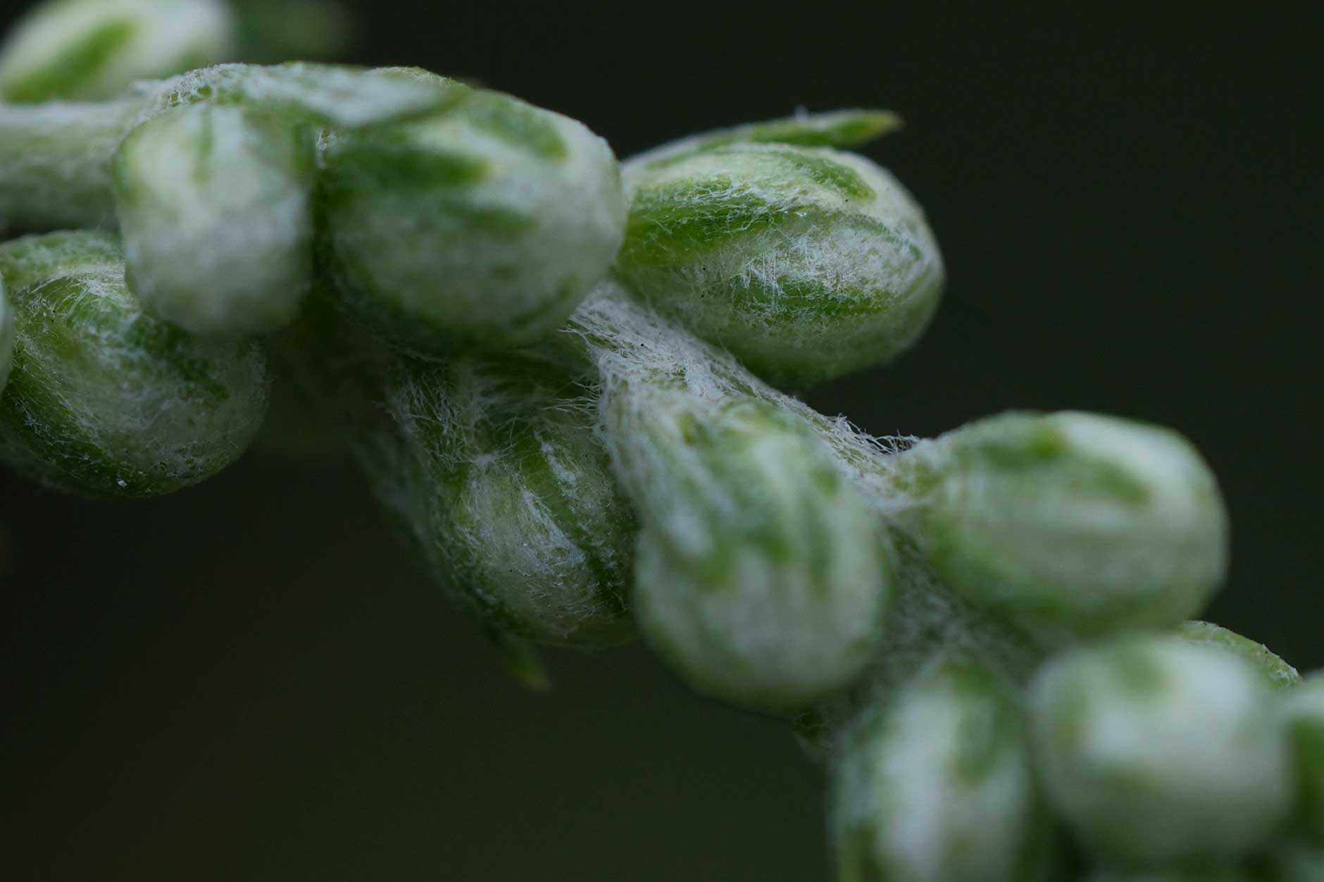 ヨモギの花穂:phyto steam:フィトスチーム