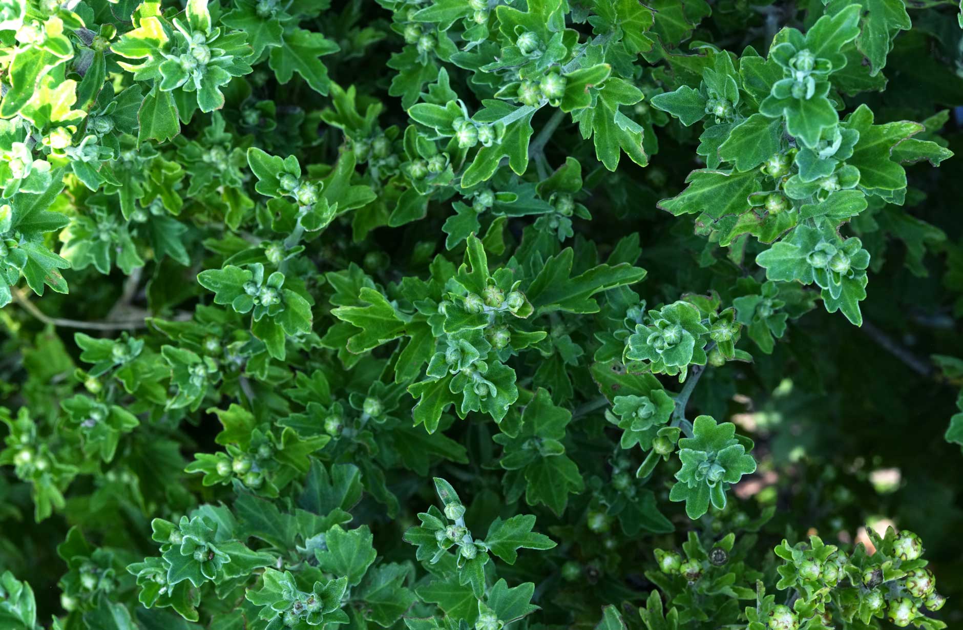 紫菊:05 Pure Purple:phyto steam:フィトスチーム