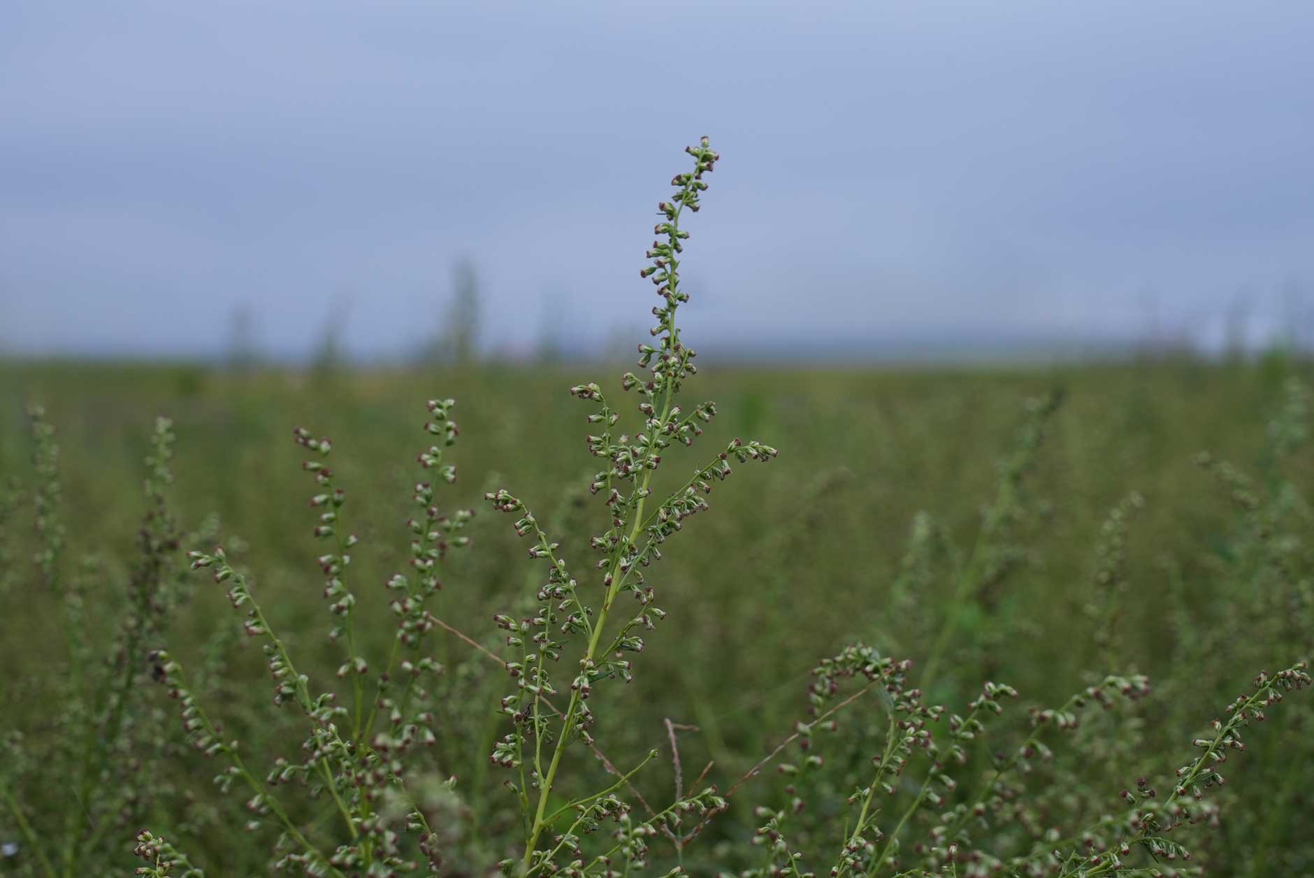 ヨモギの花穂:phyto steam:フィトスチーム