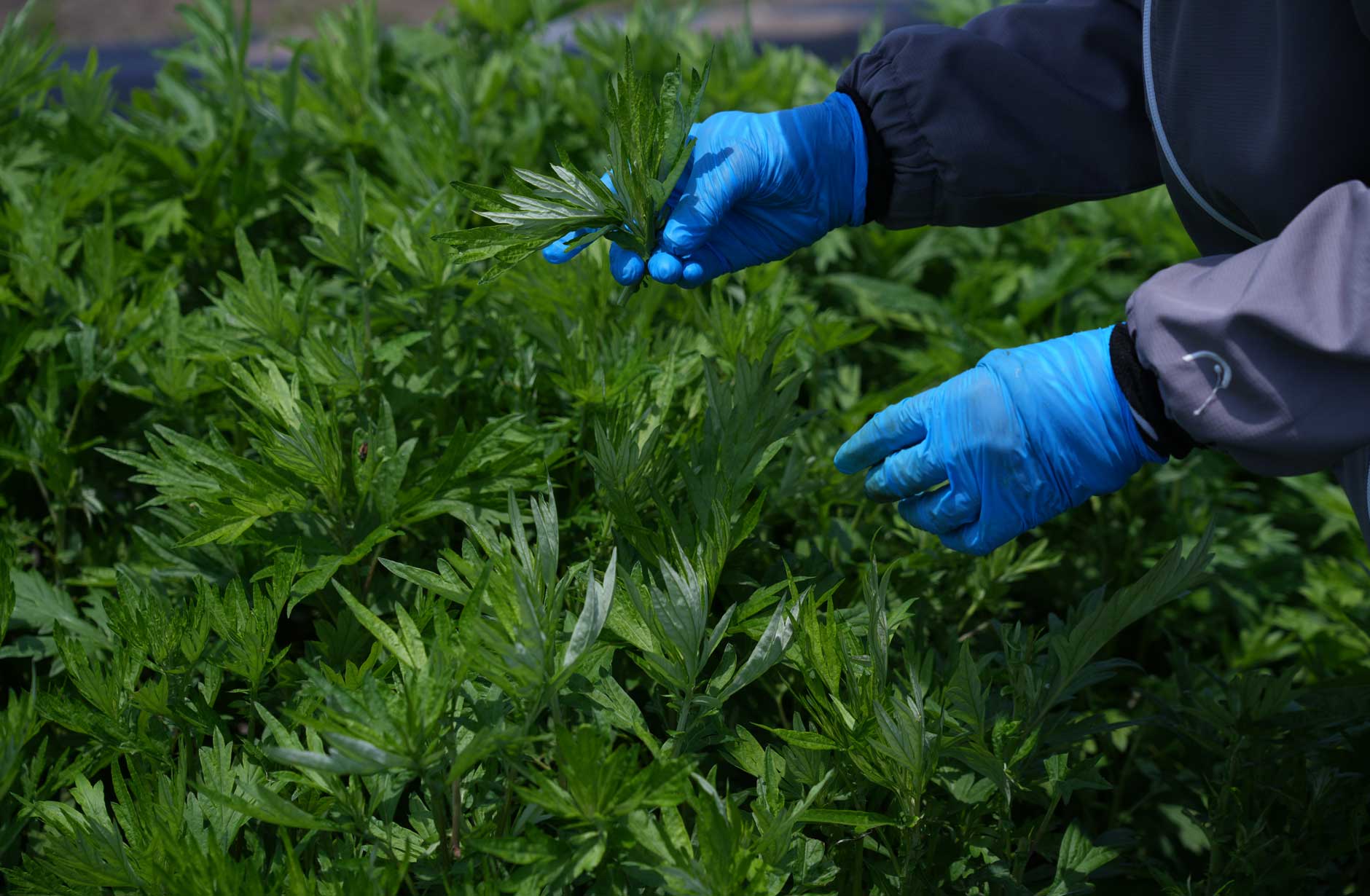 新しいよもぎ蒸しフィトスチーム