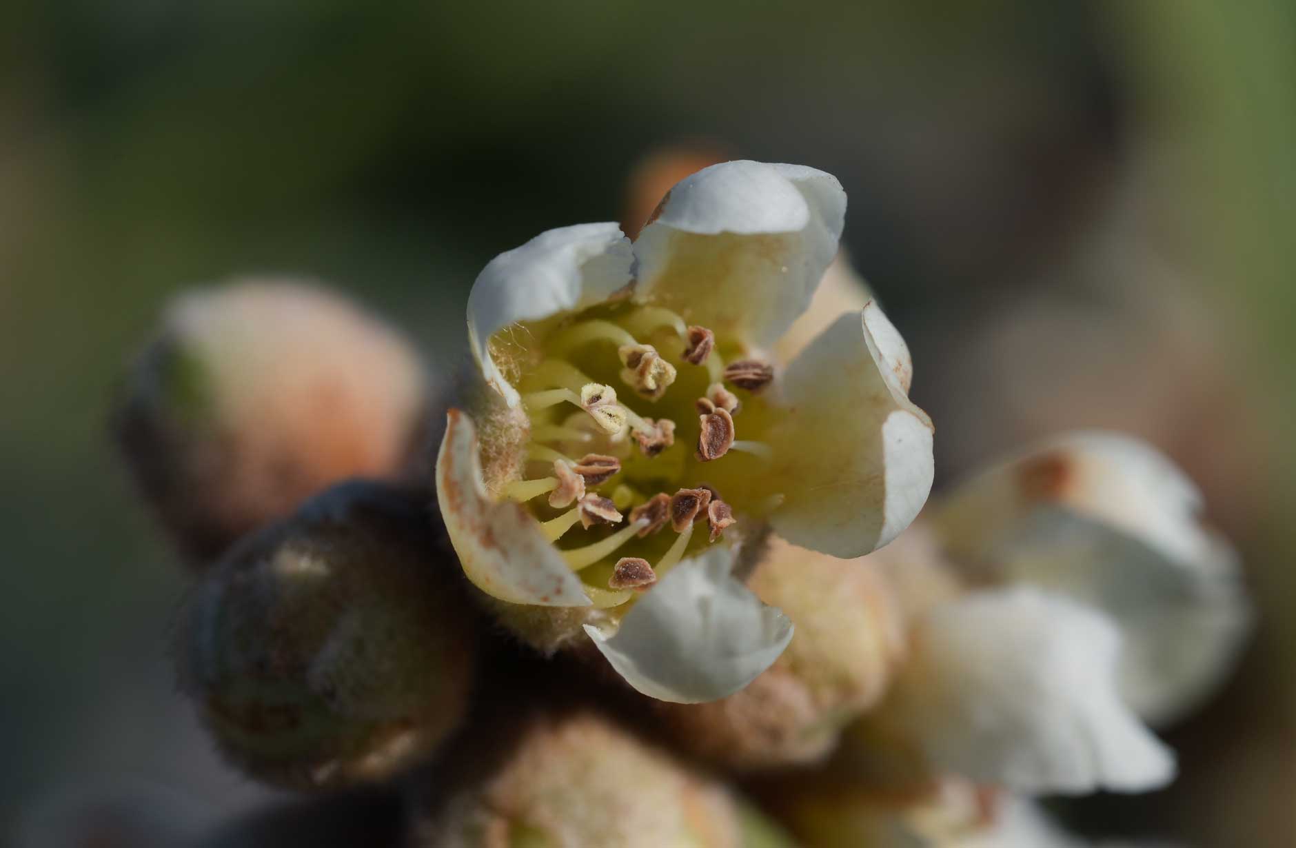 新しいよもぎ蒸しフィトスチームビワの花
