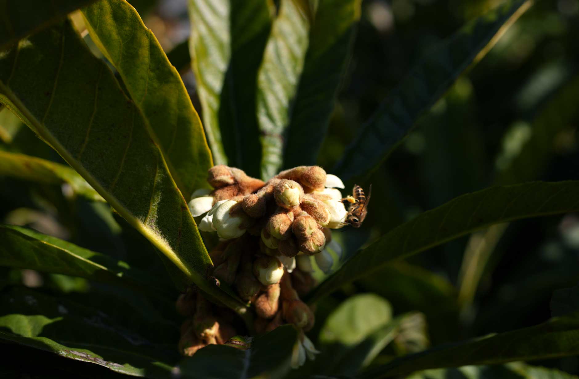 新しいよもぎ蒸しフィトスチームビワの花