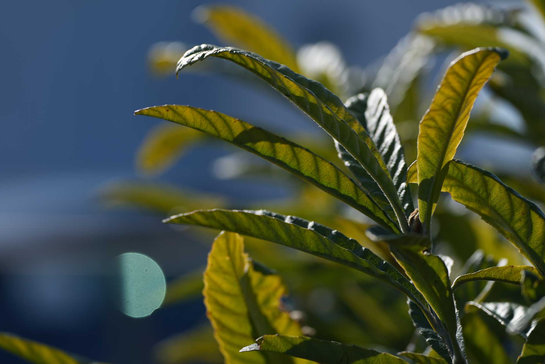 新しいよもぎ蒸しフィトスチームビワの花