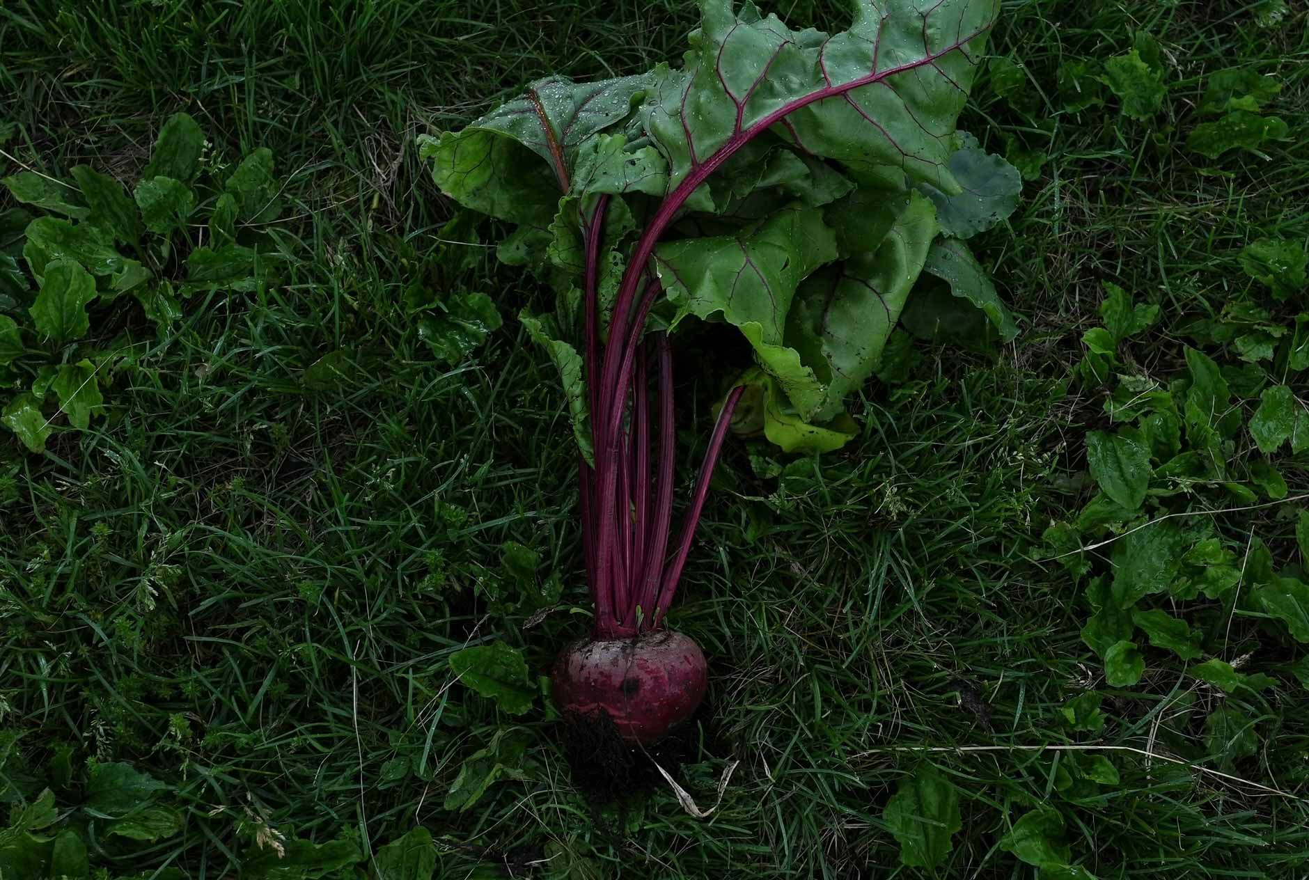 新しいよもぎ蒸しフィトスチーム05 Pure Purpleビーツ