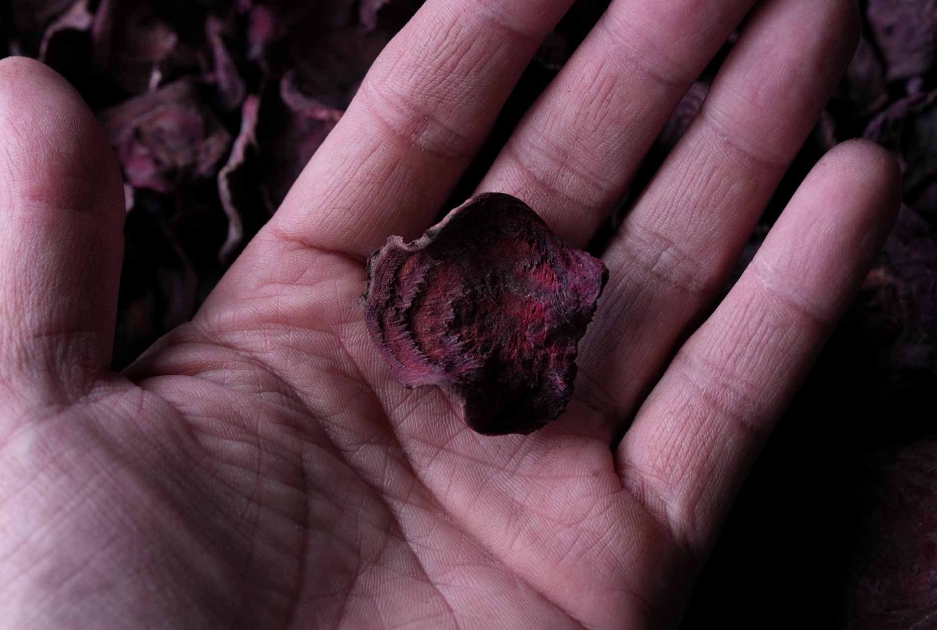 新しいよもぎ蒸しフィトスチーム05 Pure Purpleビーツ