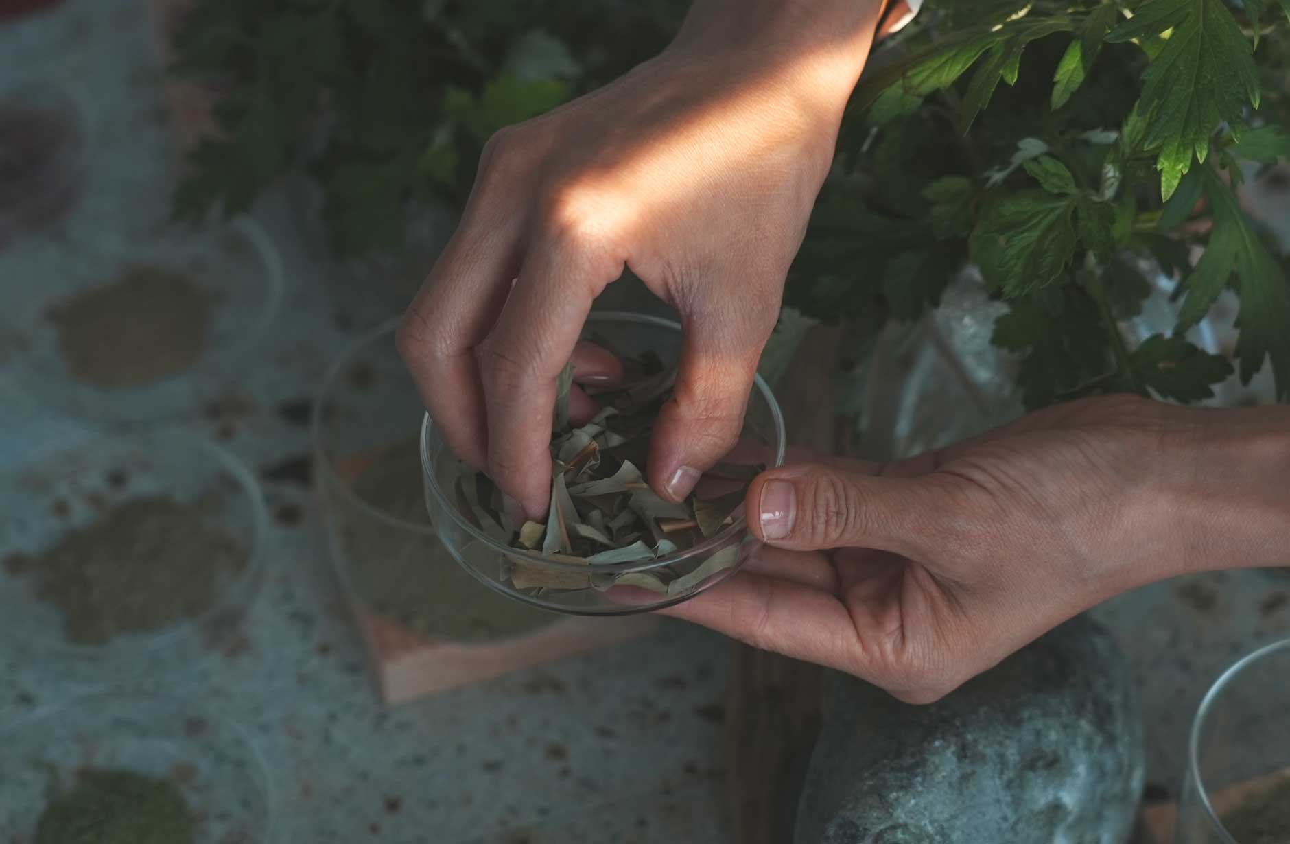 フィトスチーム導入資格認定講座