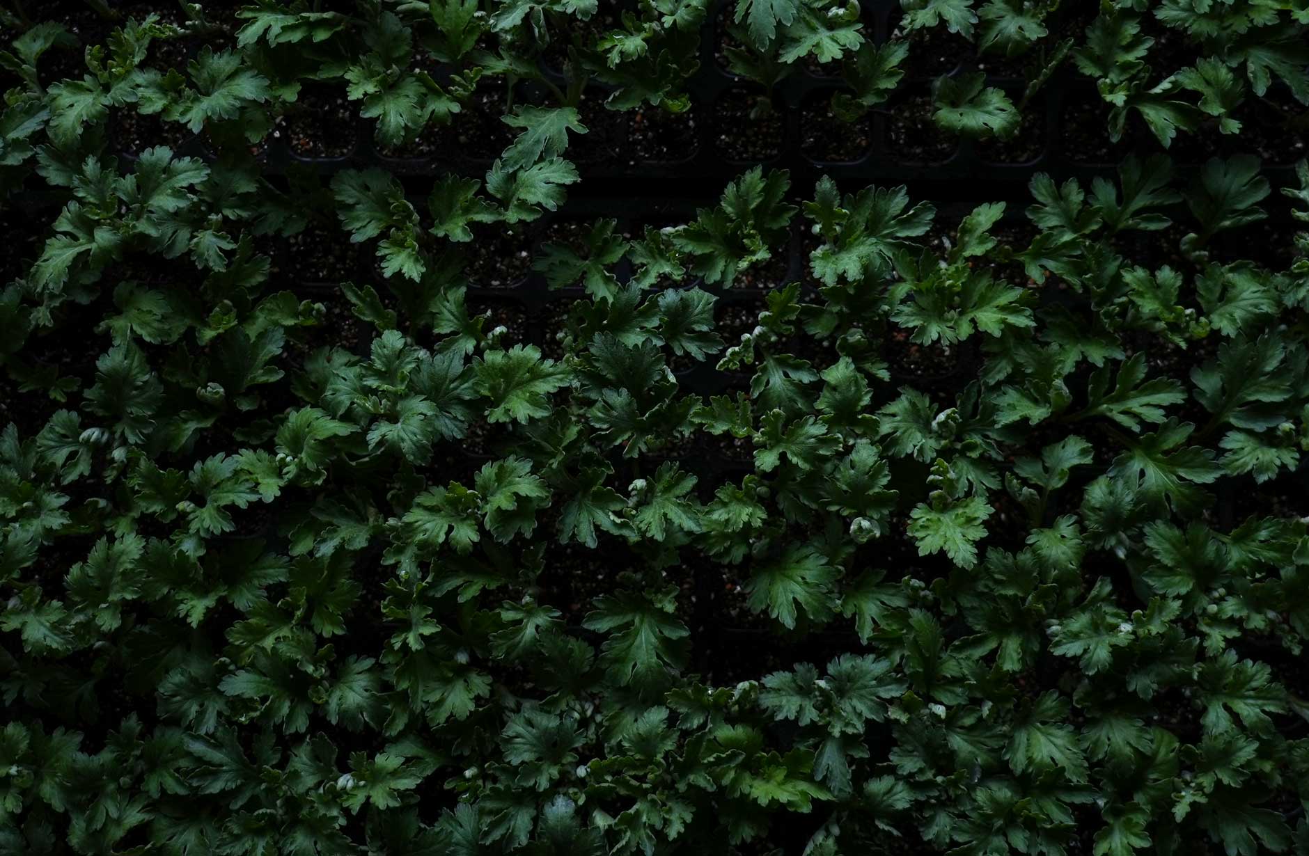 新しいよもぎ蒸しフィトスチーム