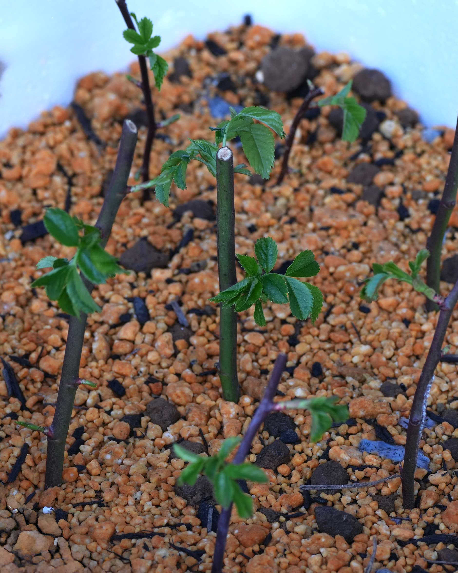 新しいよもぎ蒸しフィトスチーム